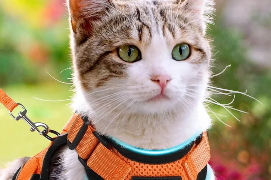 Adjustable cat harness for safety