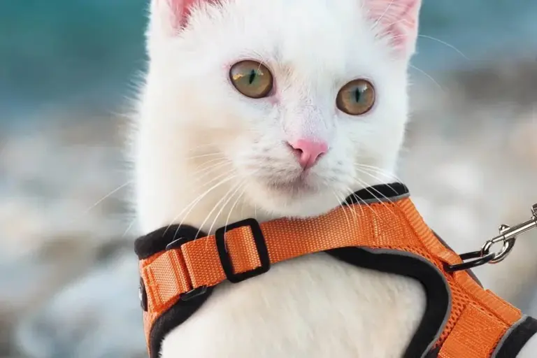 Easy-to-use escape-proof harness for cats