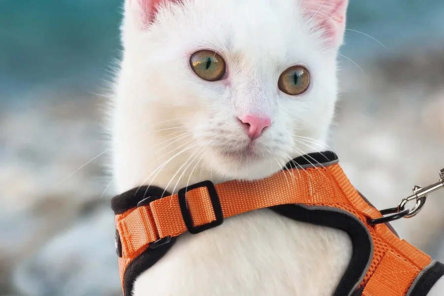 Secure cat harness with leash